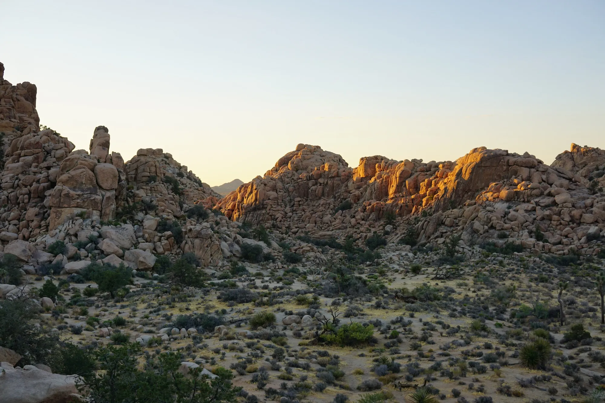 Joshua trees and desert terrain under a clear sky