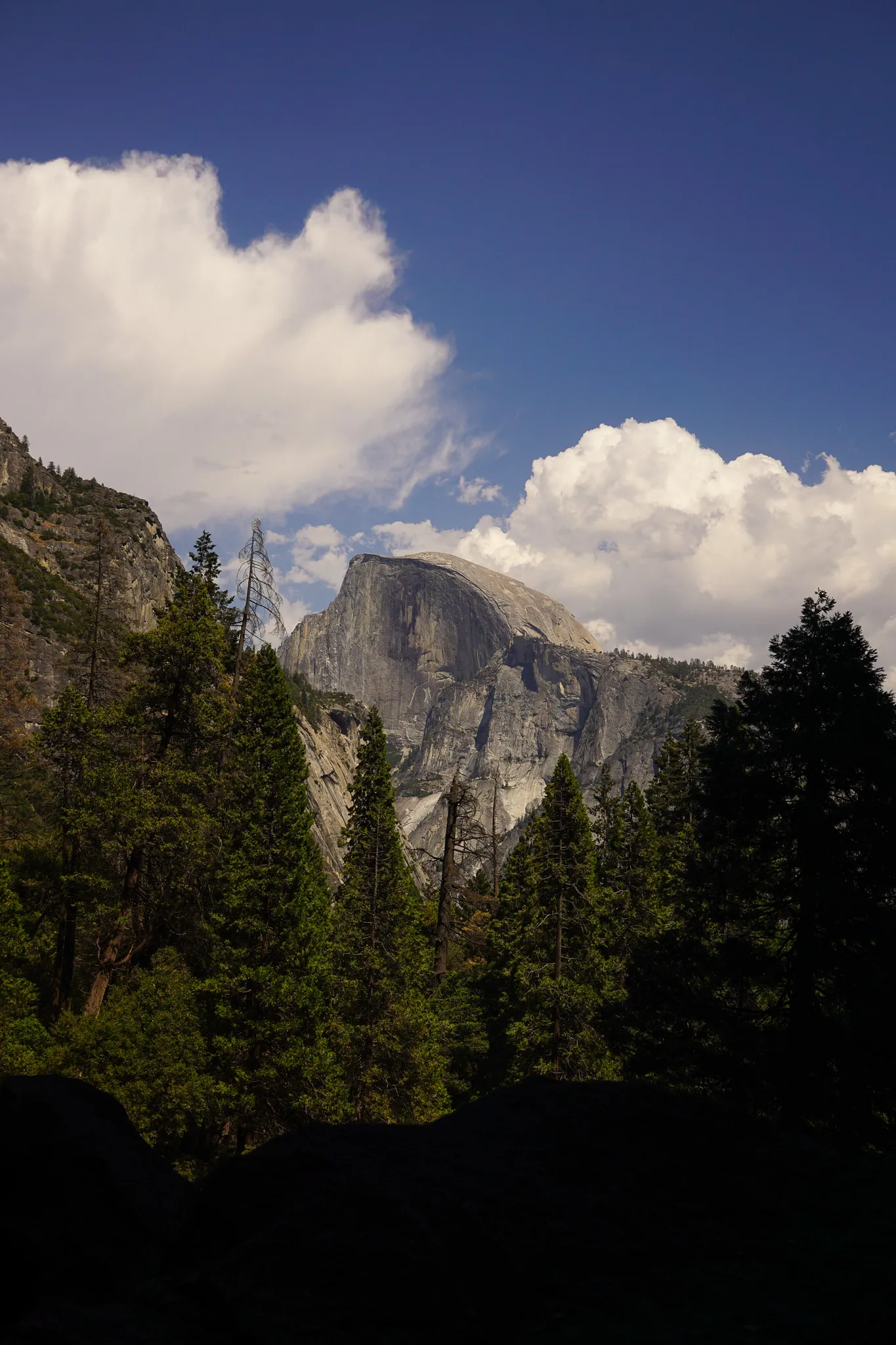 Granite face of Half Dome framed by dark evergreen trees against a deep blue sky with white clouds